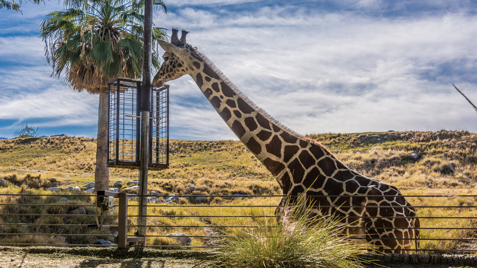 Большой жираф на фоне голубого неба 