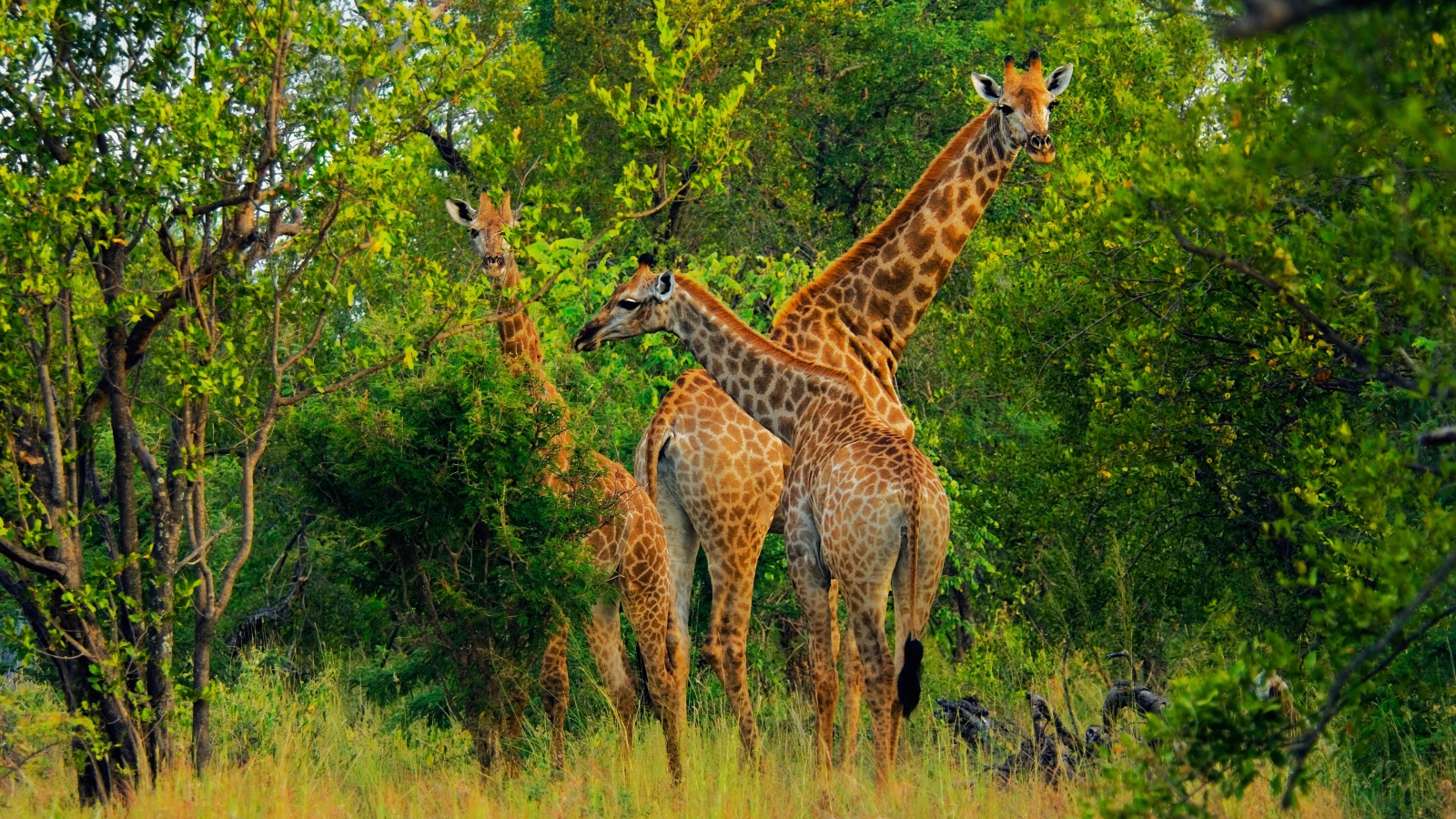 Большие жирафы срывают листву с деревьев 