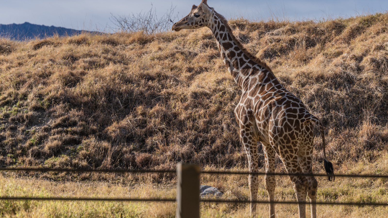 Большой пятнистый жираф на траве
