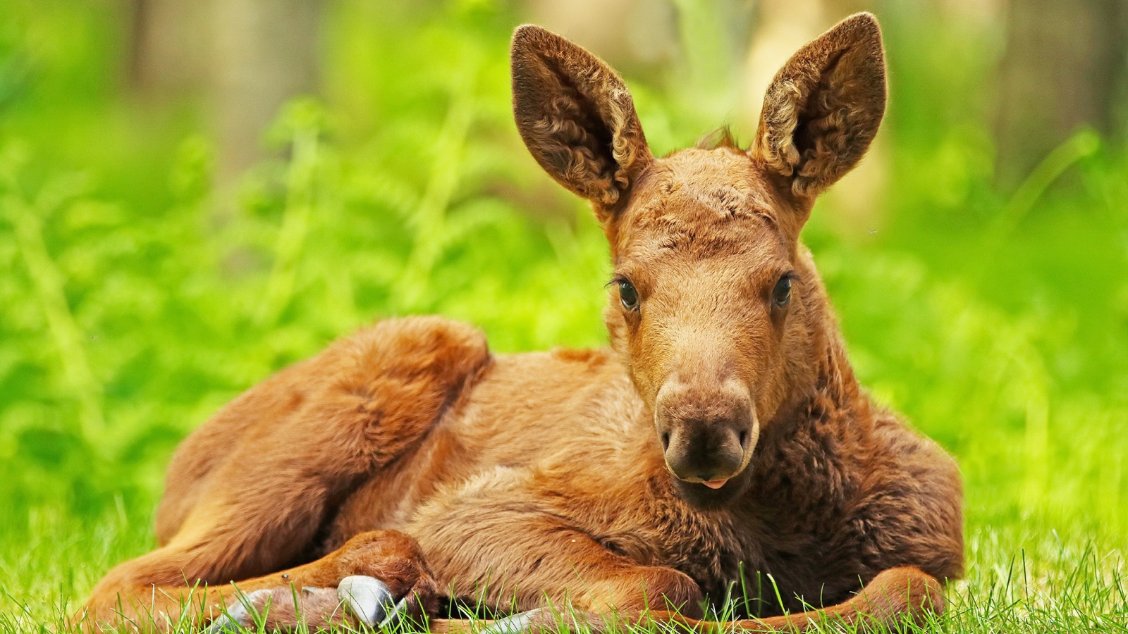 Маленький лосенок лежит на зеленой траве