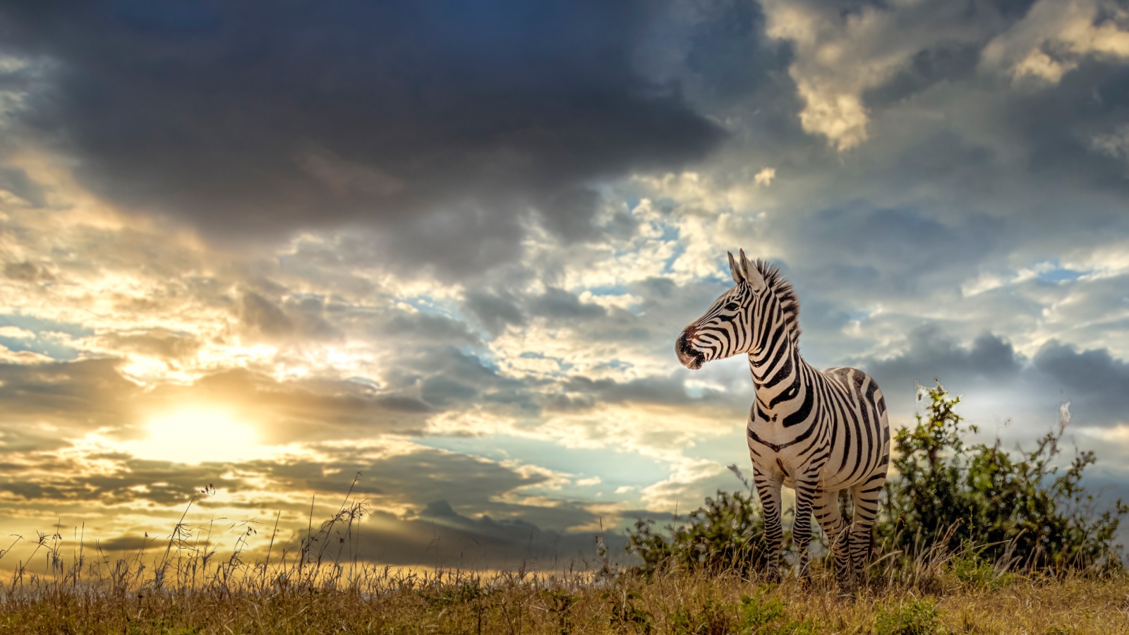 Striped zebra against the sky at sunset