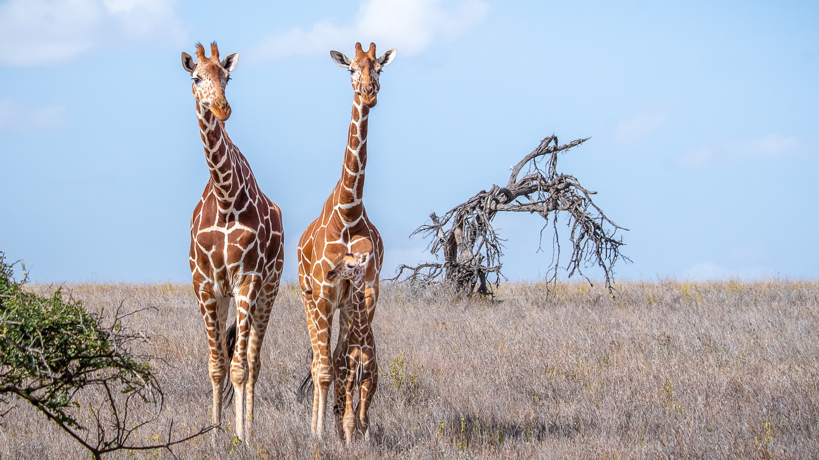 Два жирафа идут по сухой траве в саванне 