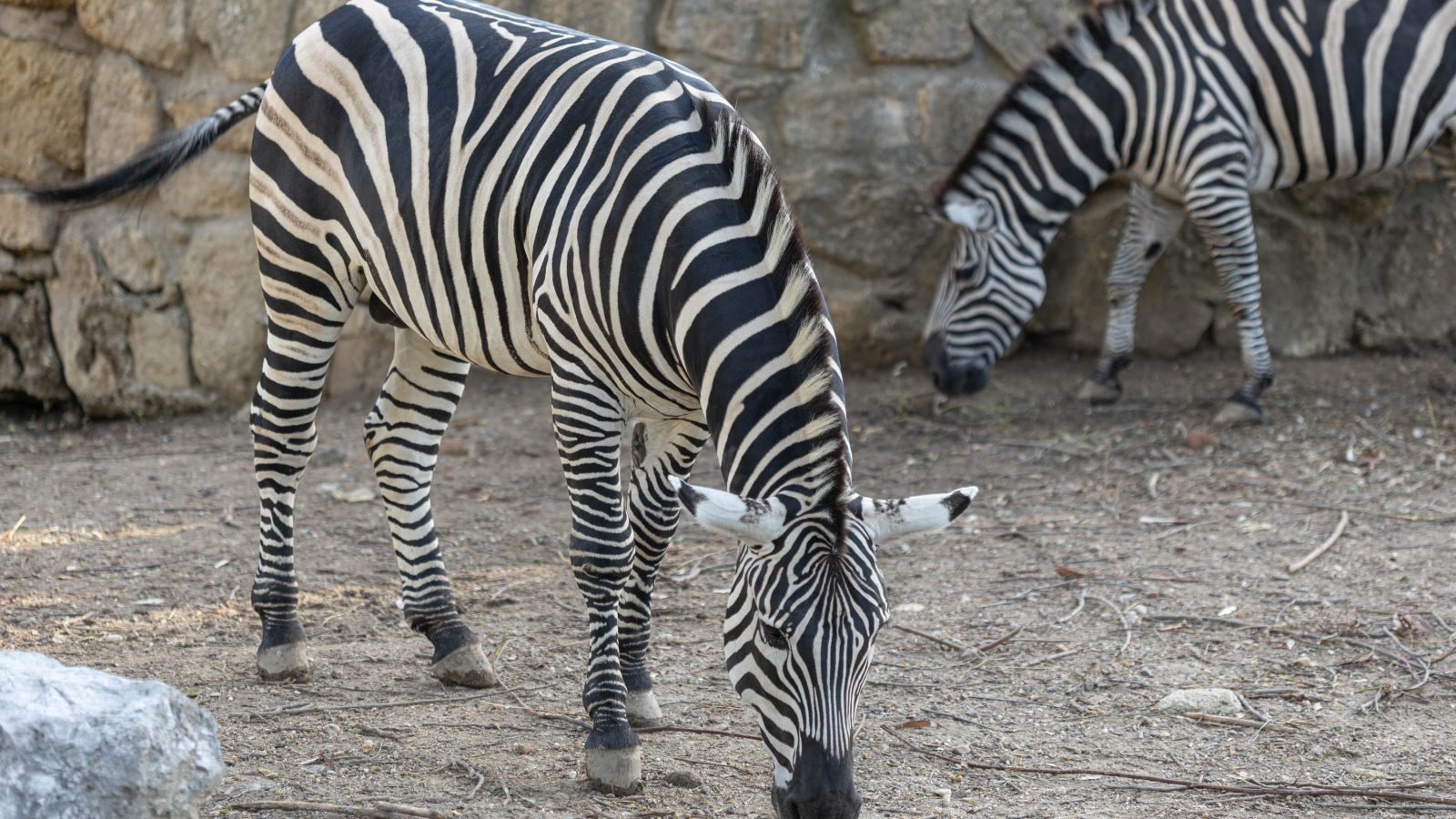 Две полосатые зебры в зоопарке