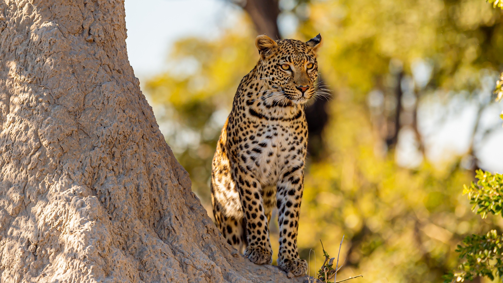Большой леопард сидит у дерева в лучах солнца