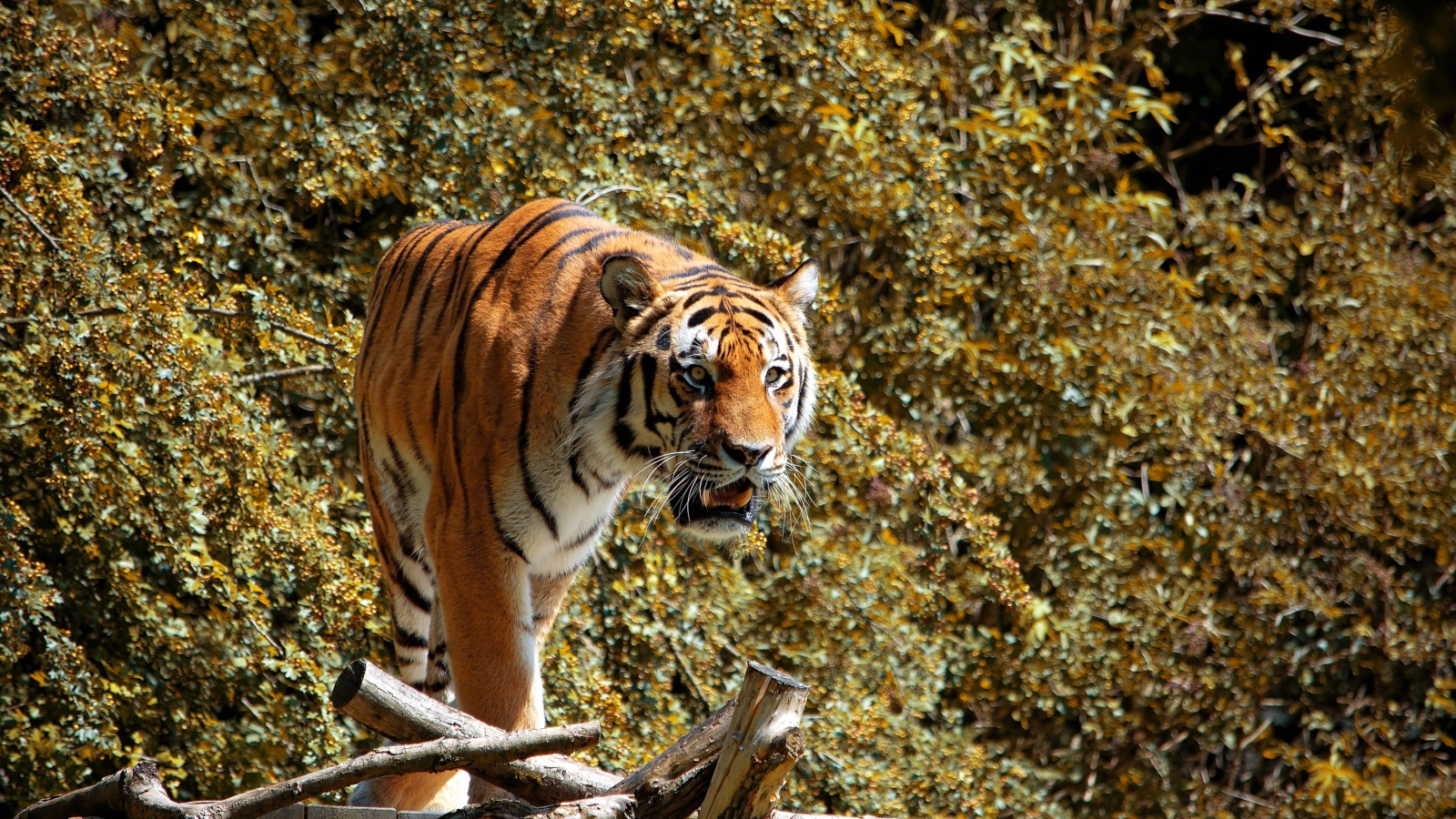 Большой полосатый тигр стоит на деревянном мосту