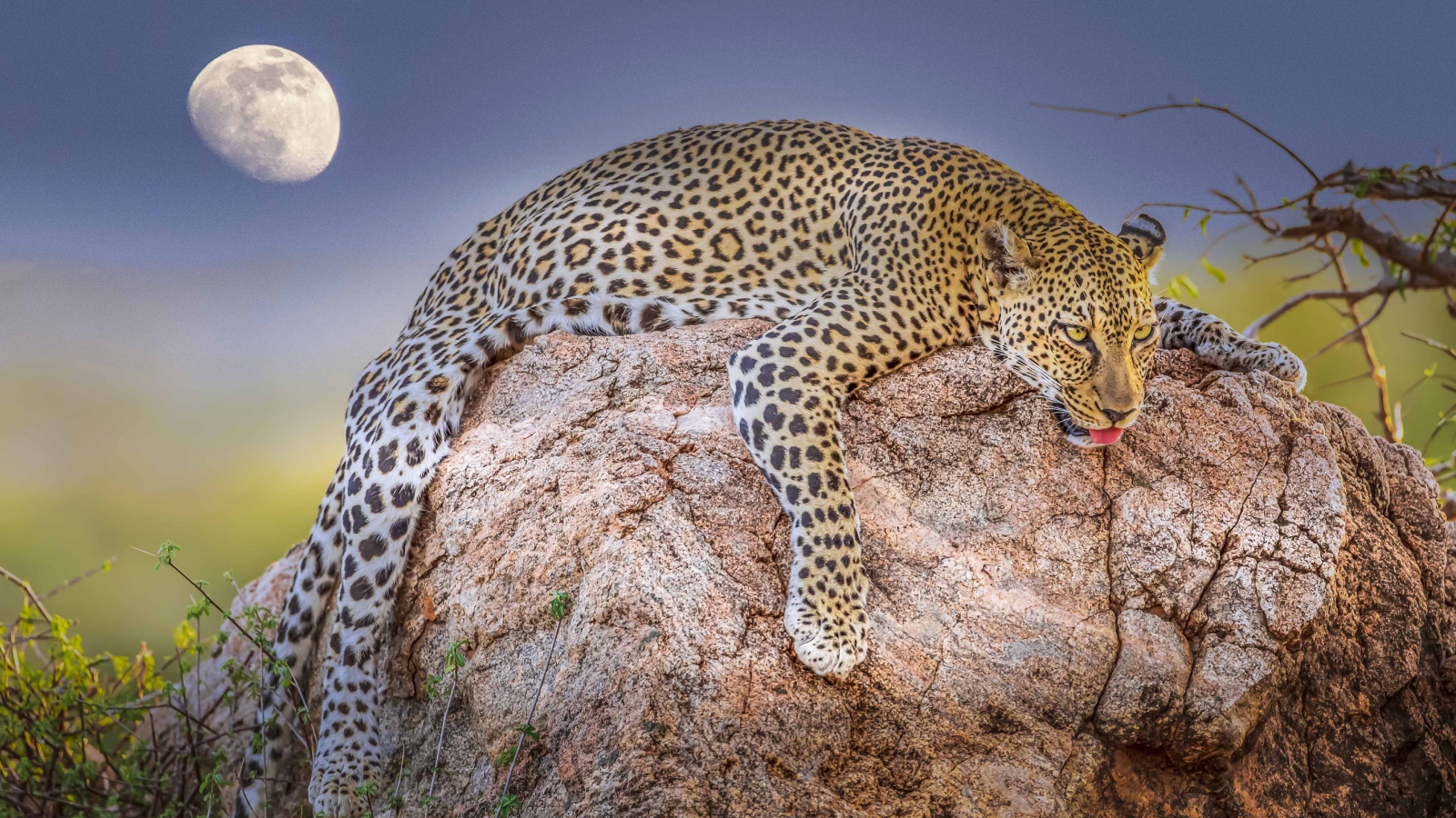 Уставший леопард лежит на камне на фоне луны 