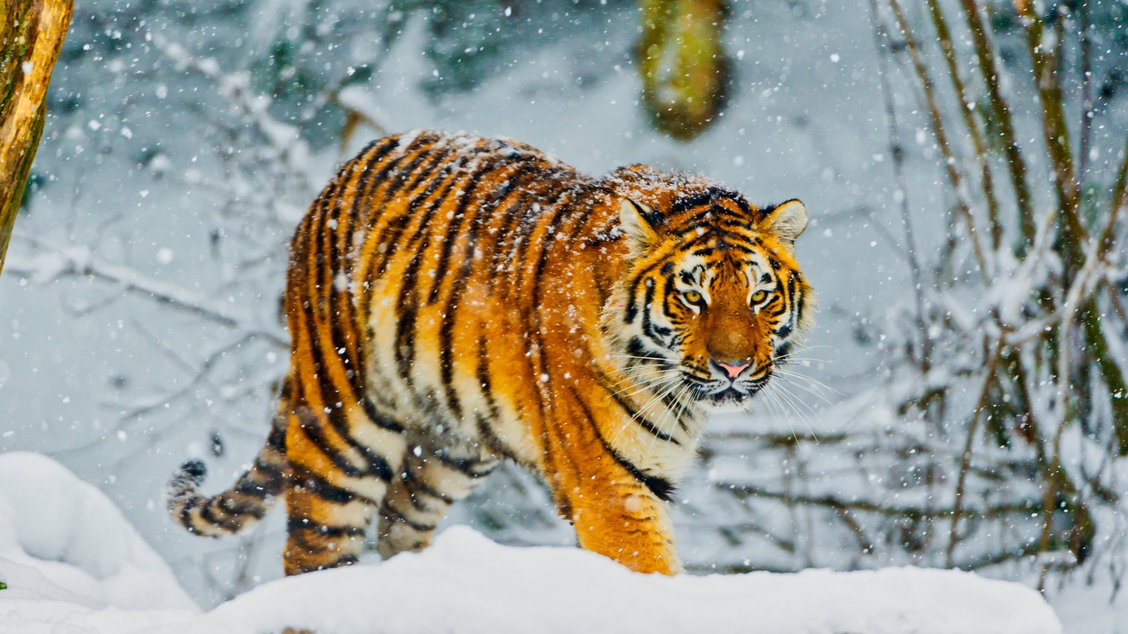 Big Amur tiger walks through a snowy forest