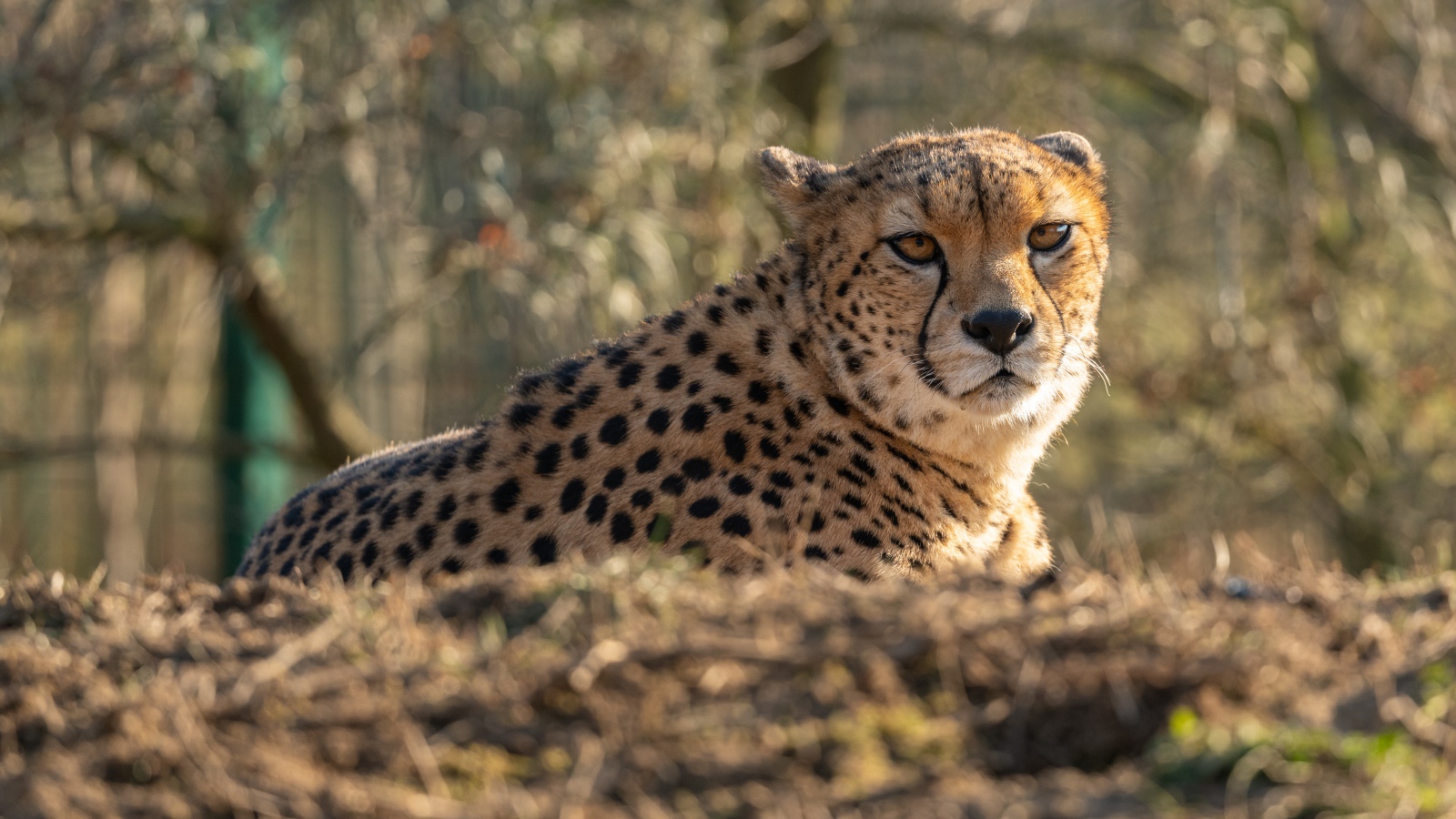 Большой гепард лежит на траве в лучах солнца
