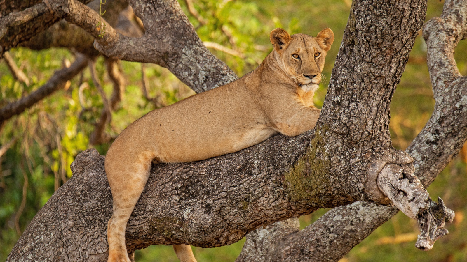 Большая львица лежит на ветке дерева 