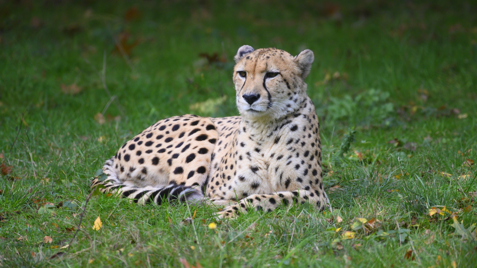 Гепард лежит на зеленой траве 