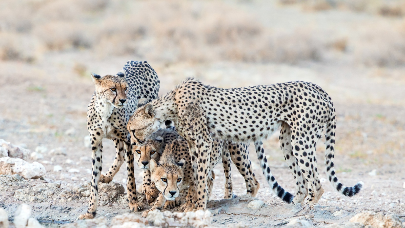 Гепарды охраняют детенышей 