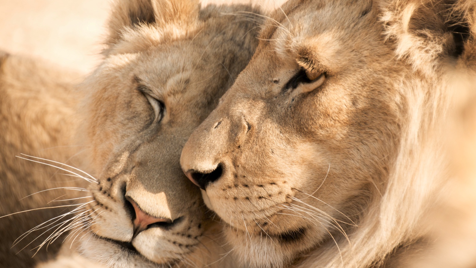 Влюбленные лев и львица крупным планом