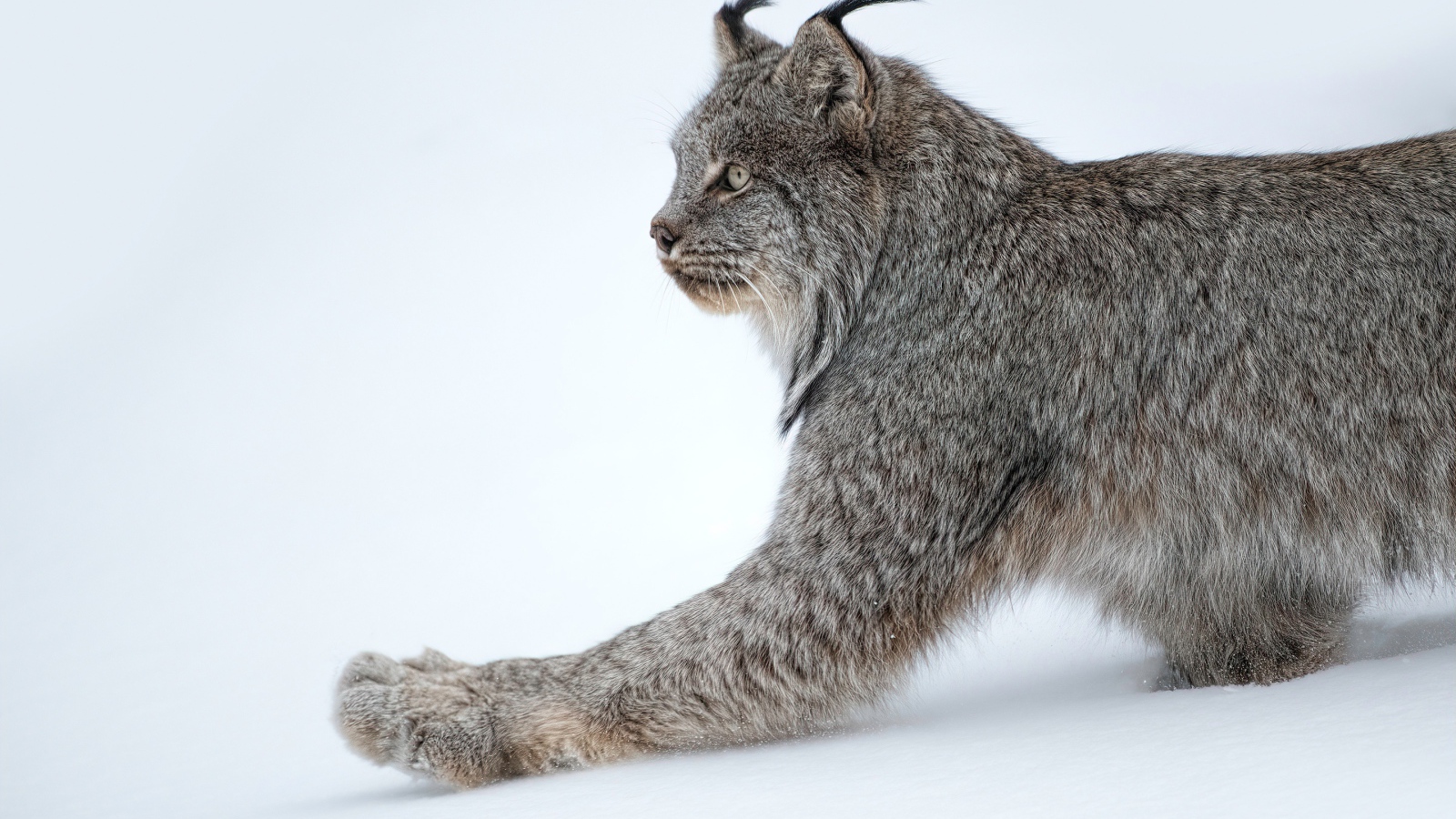 Большая хищная рысь на белом снегу