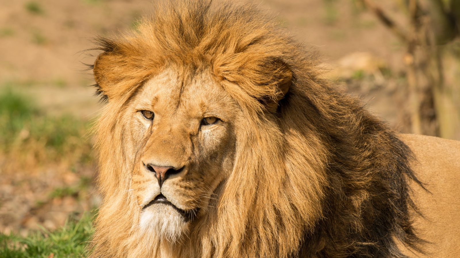 Морда льва с пышной гривой