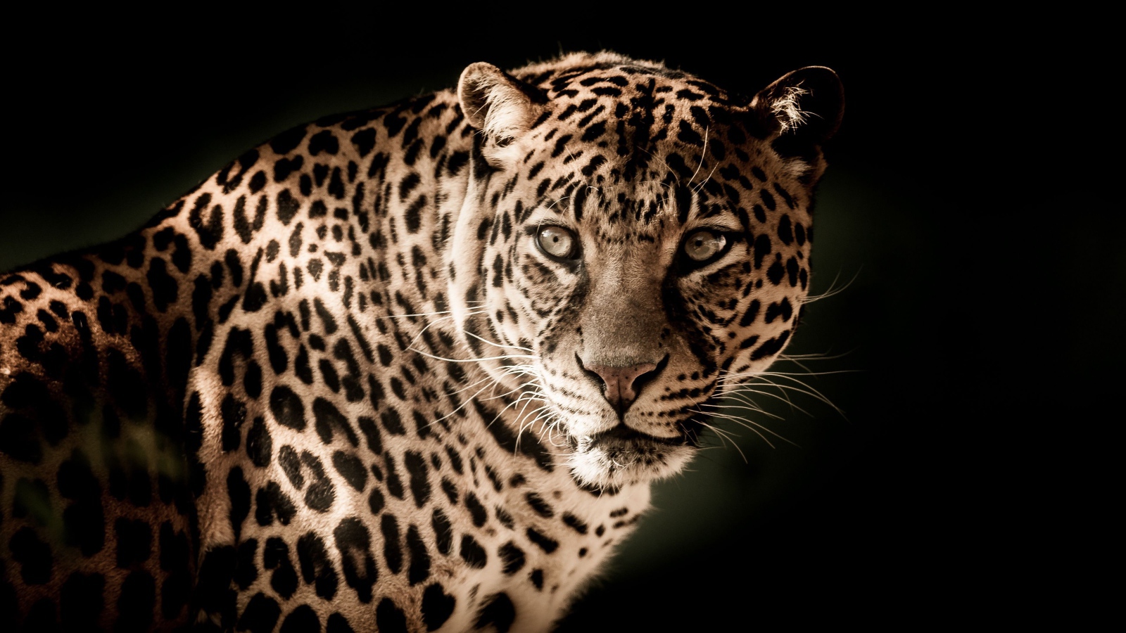 Серьезный взгляд большого пятнистого леопарда 