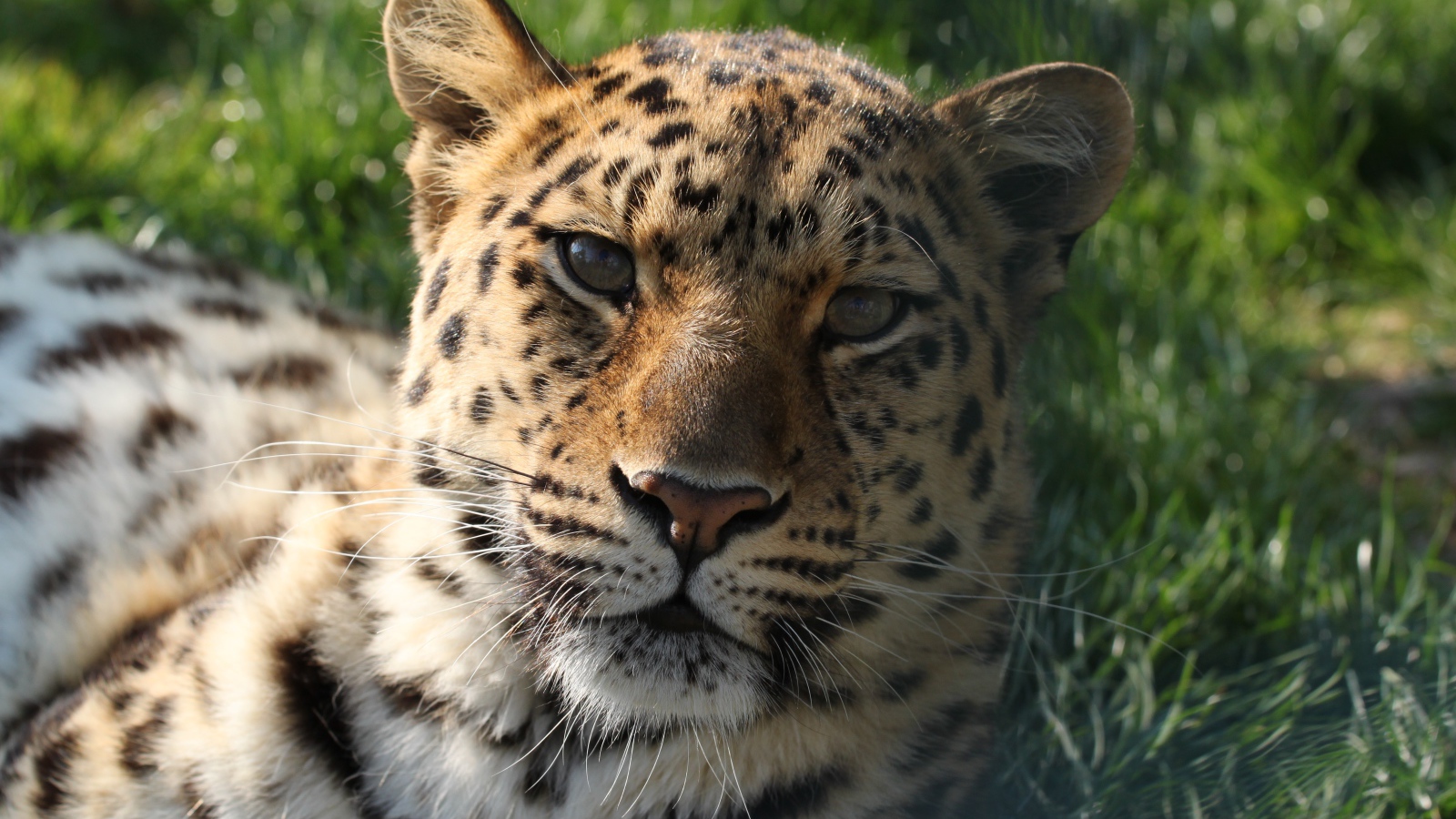Пятнистый леопард лежит на зеленой траве в лучах солнца 