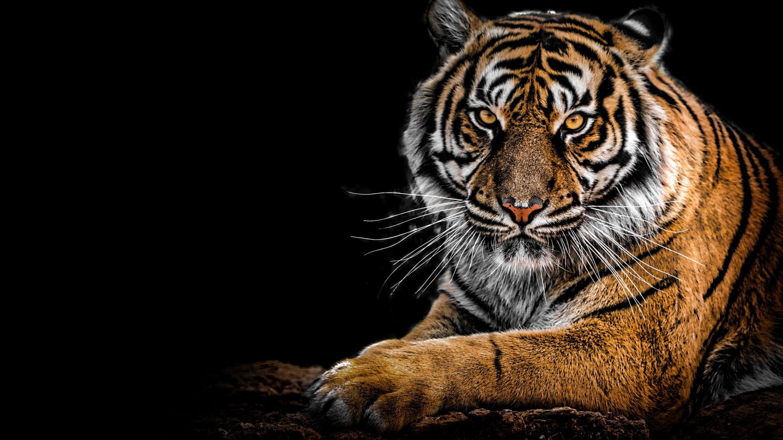 The harsh striped tiger lies on a black background Desktop wallpapers  1600x900