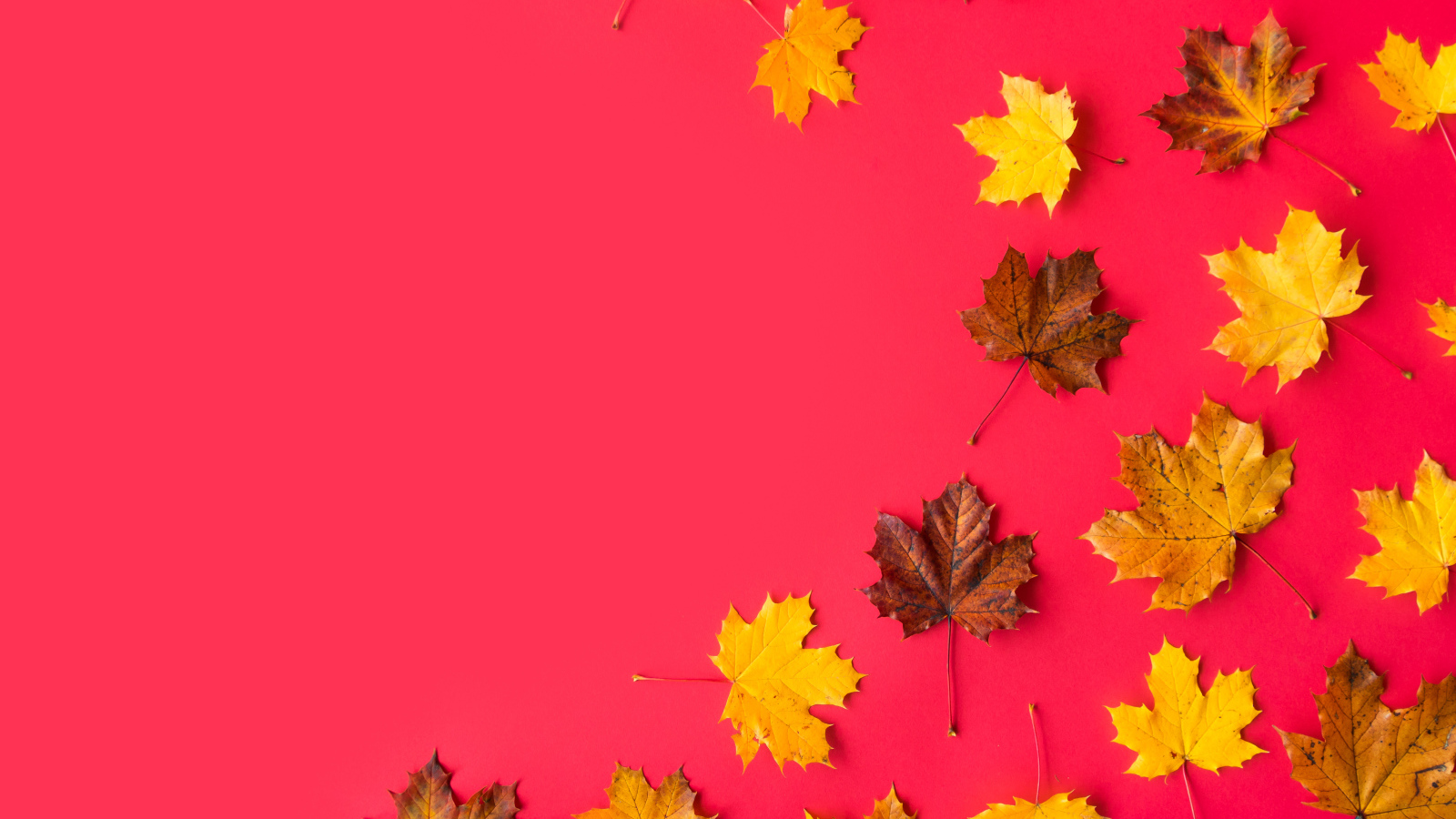 Опавшие осенние кленовые листья на красном фоне