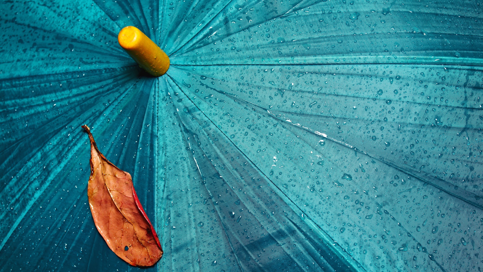 Желтый лист лежит на голубом мокром зонте