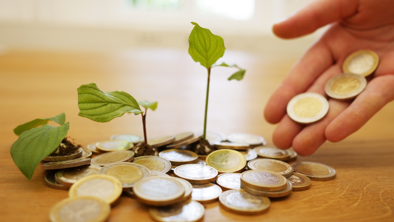 Монеты один евро с ростками на столе 