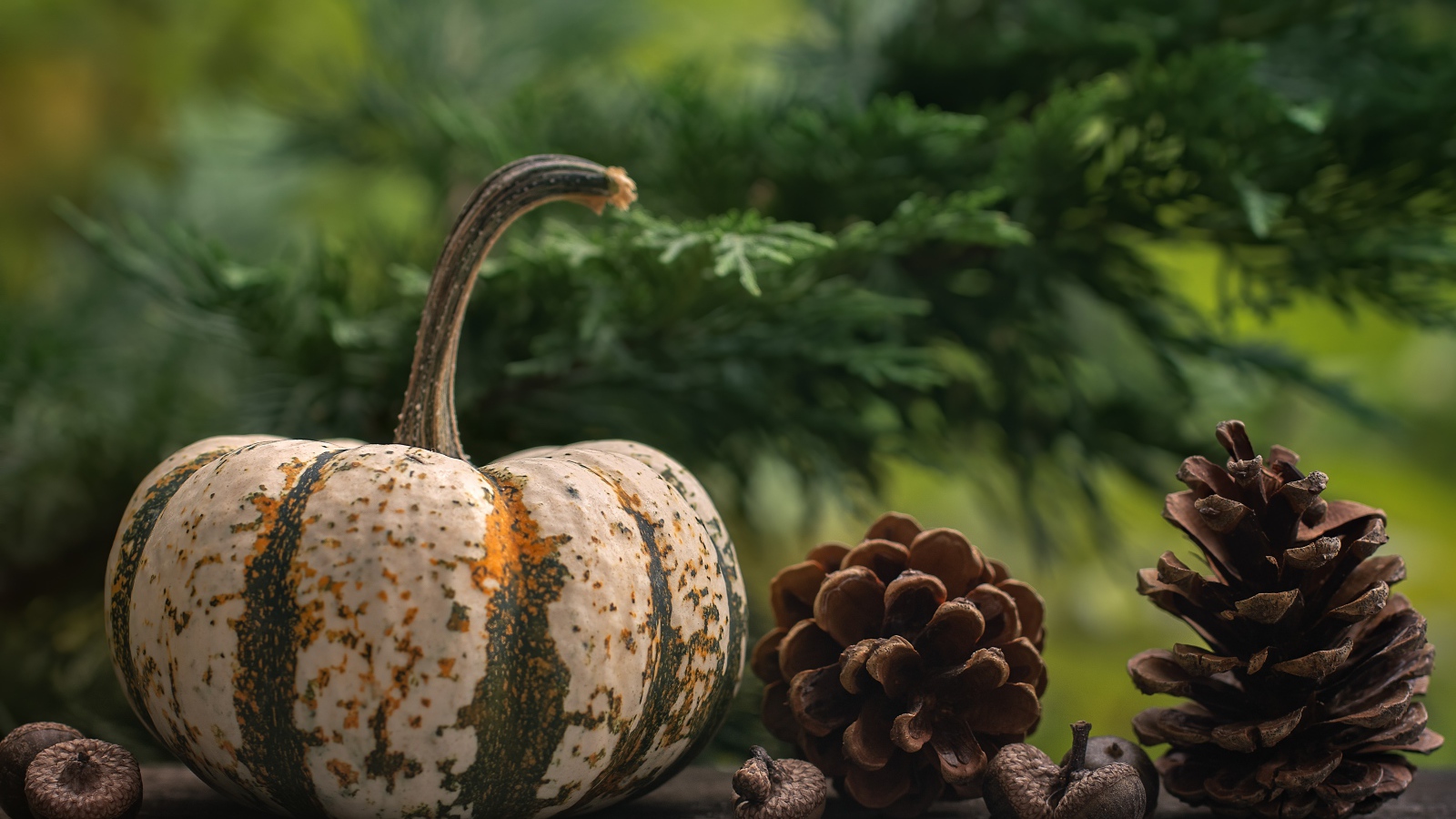 Большая тыква с шишками на столе 