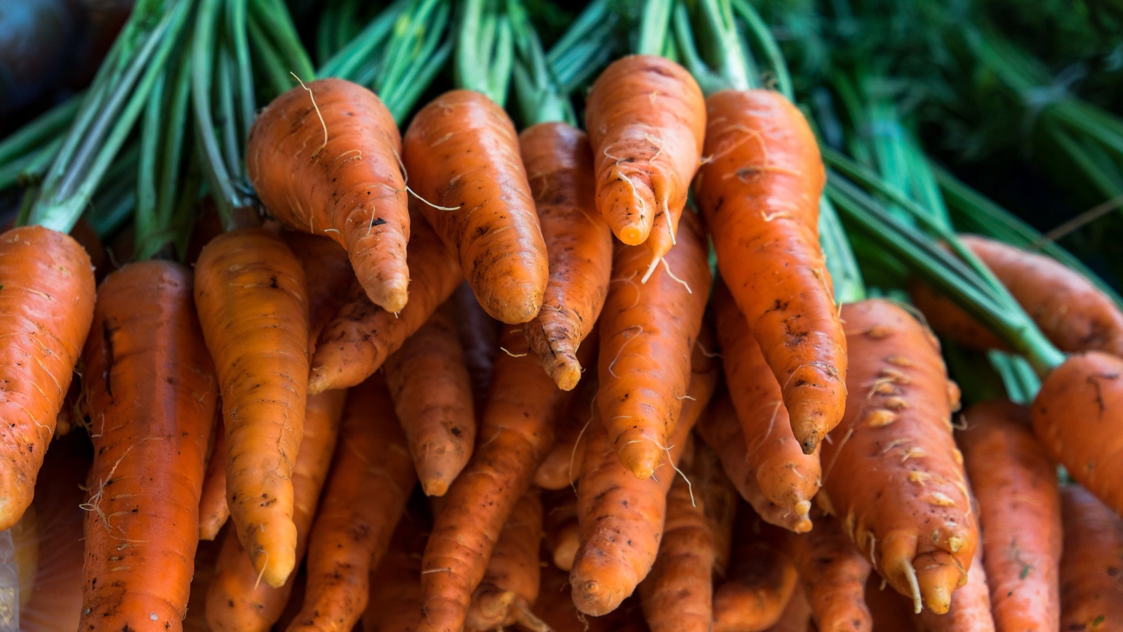Много оранжевой моркови крупным планом 