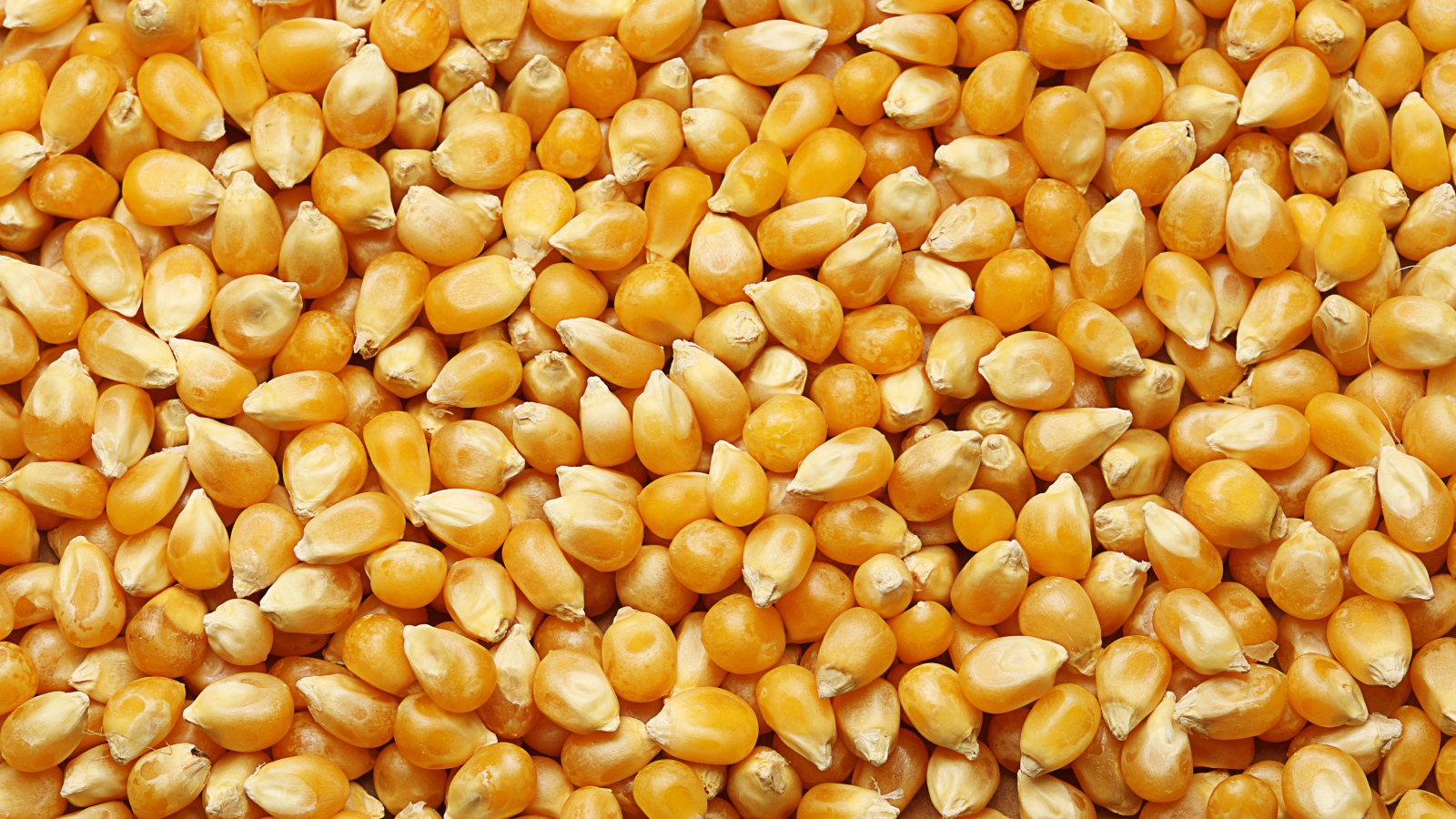 Желтые кукурузные зерна крупным планом 