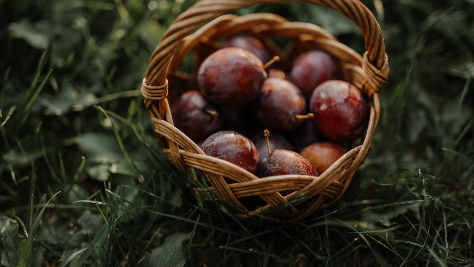 Корзина розовых слив стоит на траве