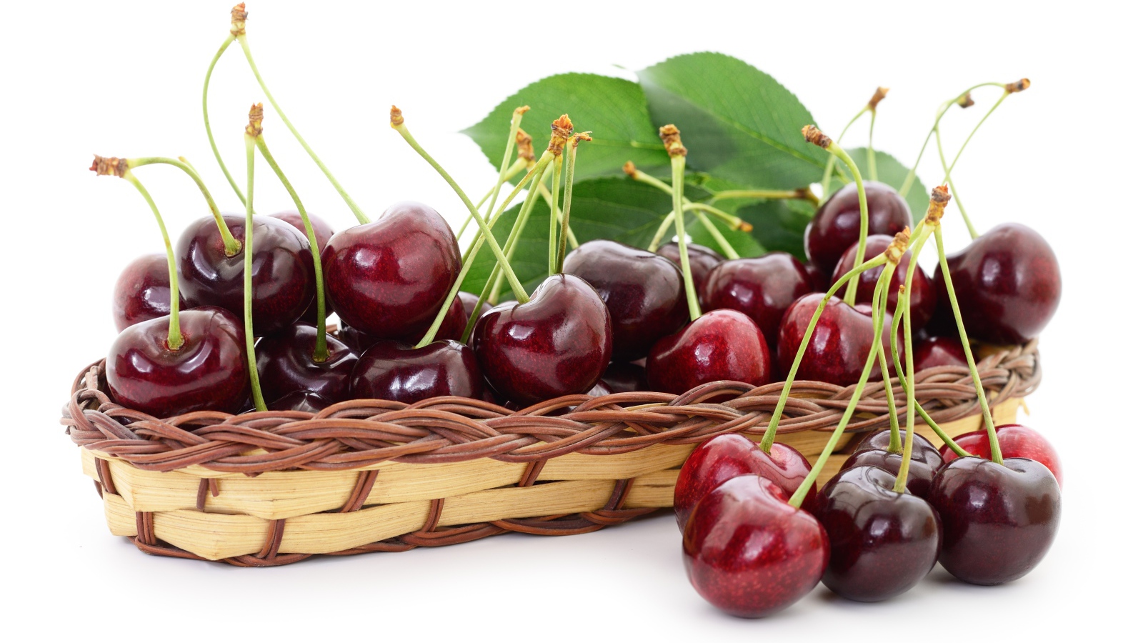 Много спелой крупной черешни в корзинке на белом фоне