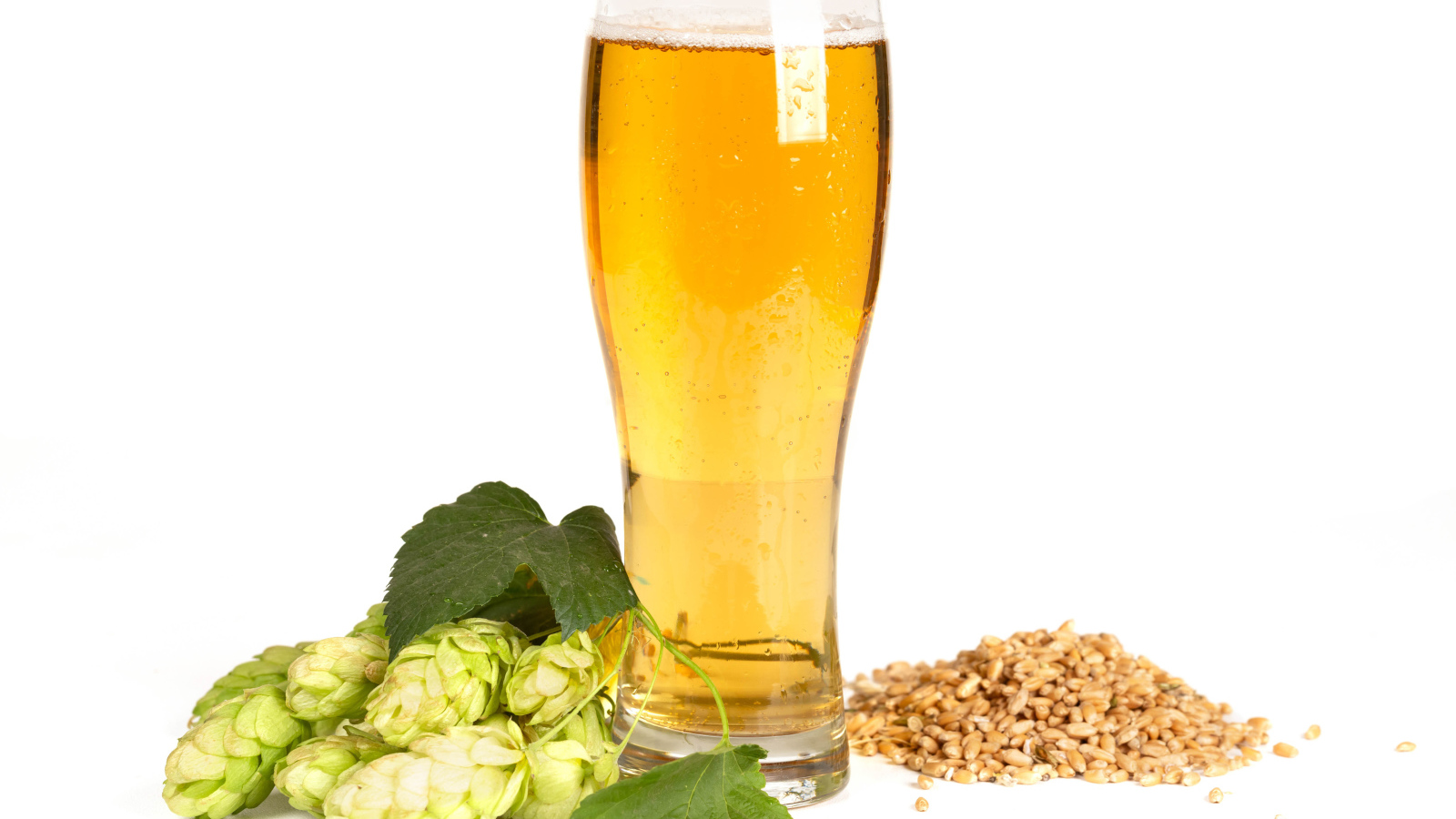 Бокал холодного пива на белом фоне с хмелем и зернами пшеницы