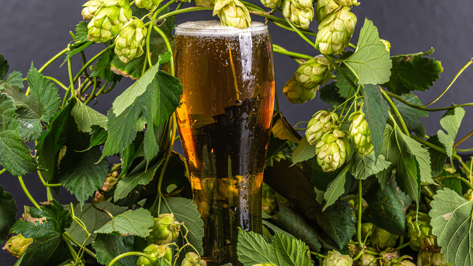 Бокал холодного пива с шишками хмеля на сером фоне