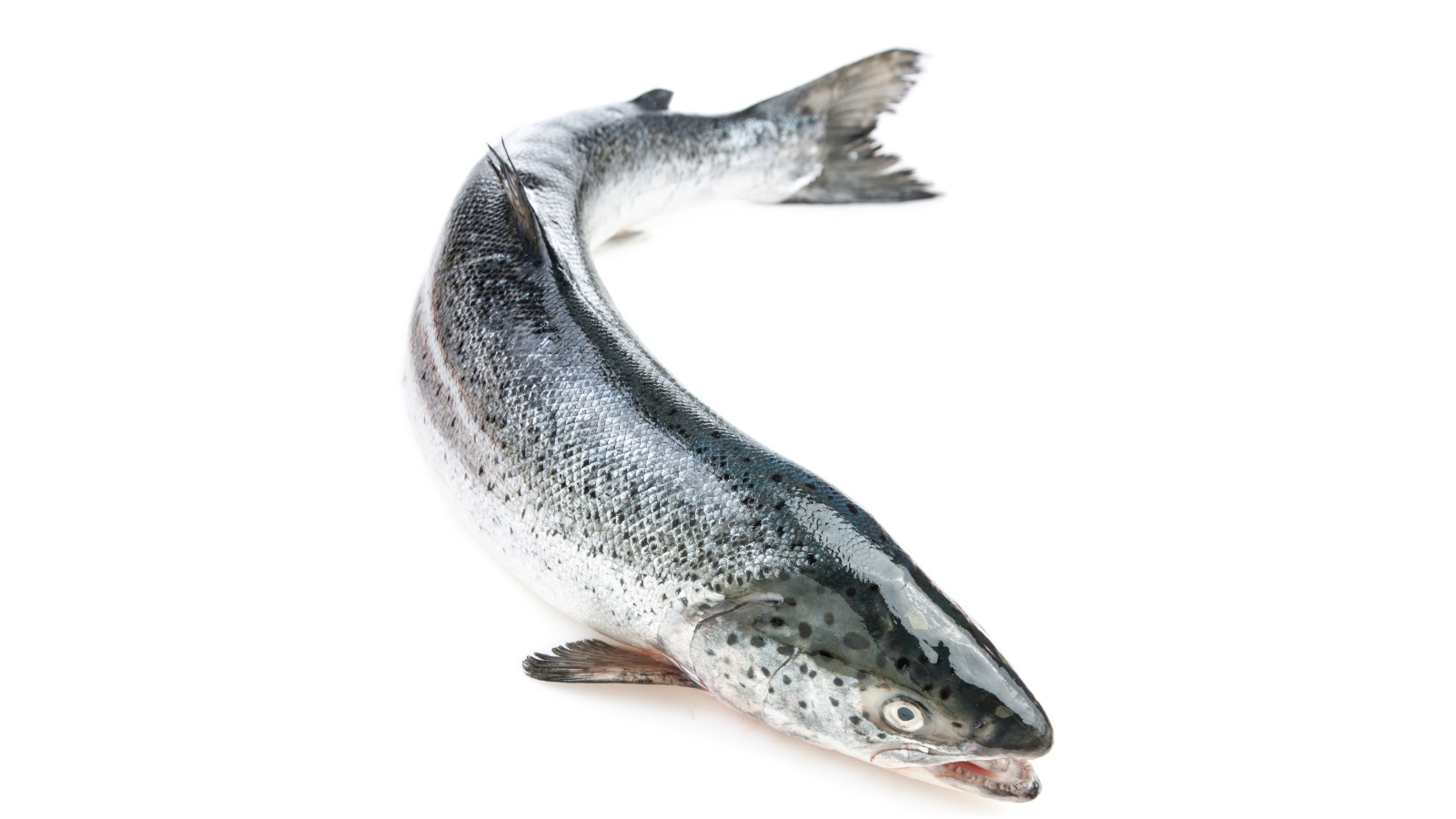 Big fresh trout fish on a white background