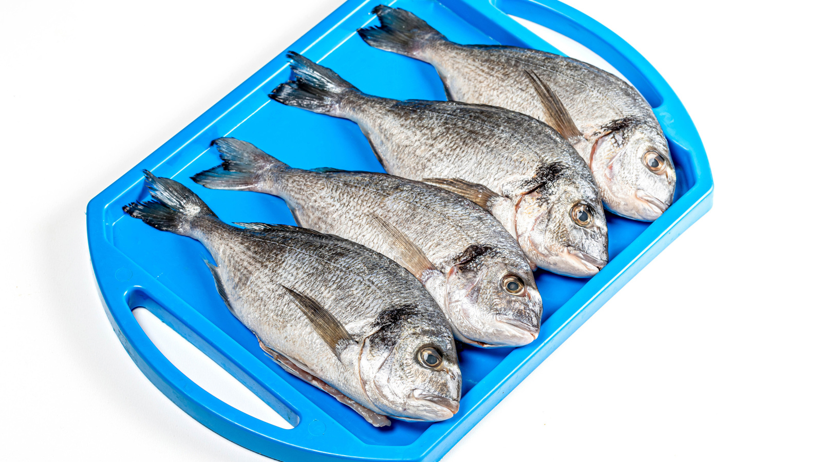 Свежая рыба на голубом подносе на белом фоне