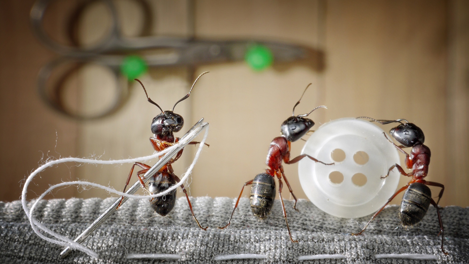 Три муравья пришивают пуговицу