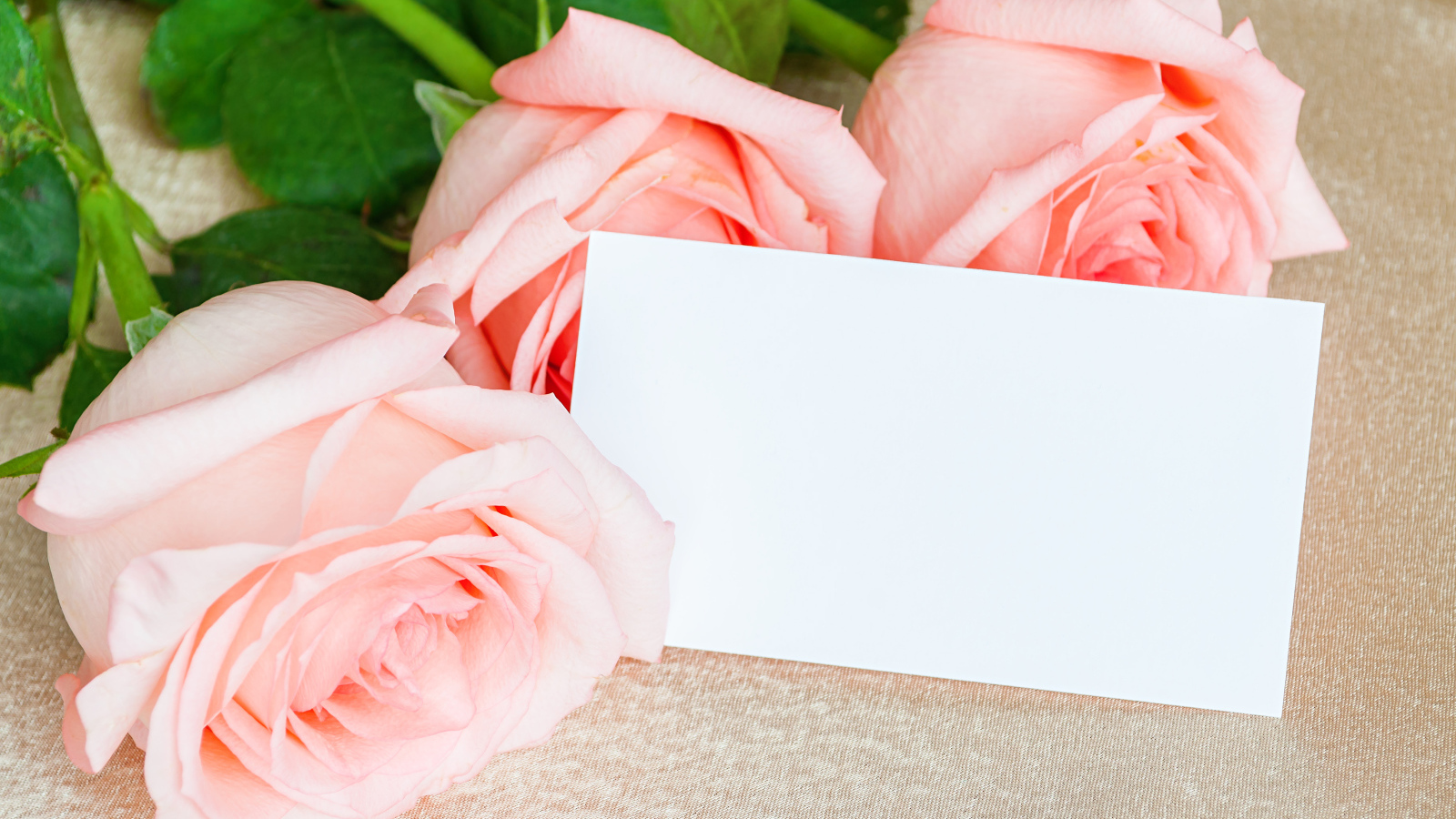 Три розовые розы и лист бумаги, шаблон поздравительной открытки на 8 марта
