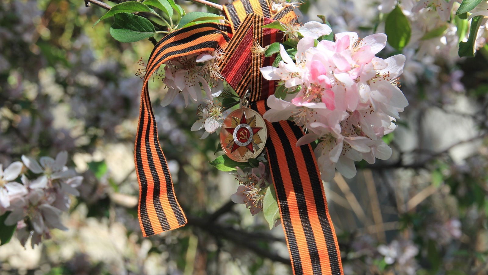 Георгиевская лента и награда на яблоне на 9 мая День Победы 