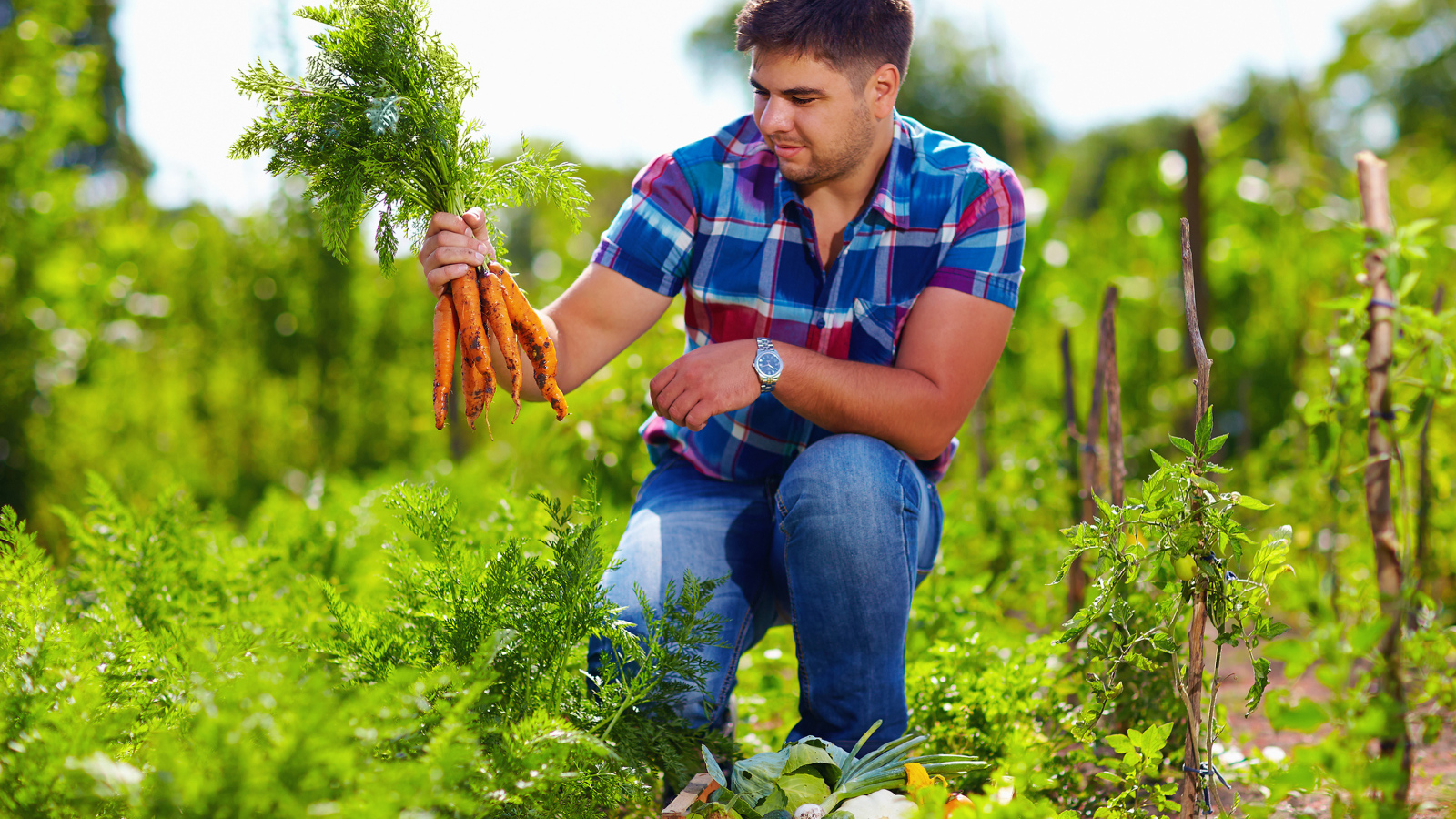 Мужчина фермер собирает урожай моркови