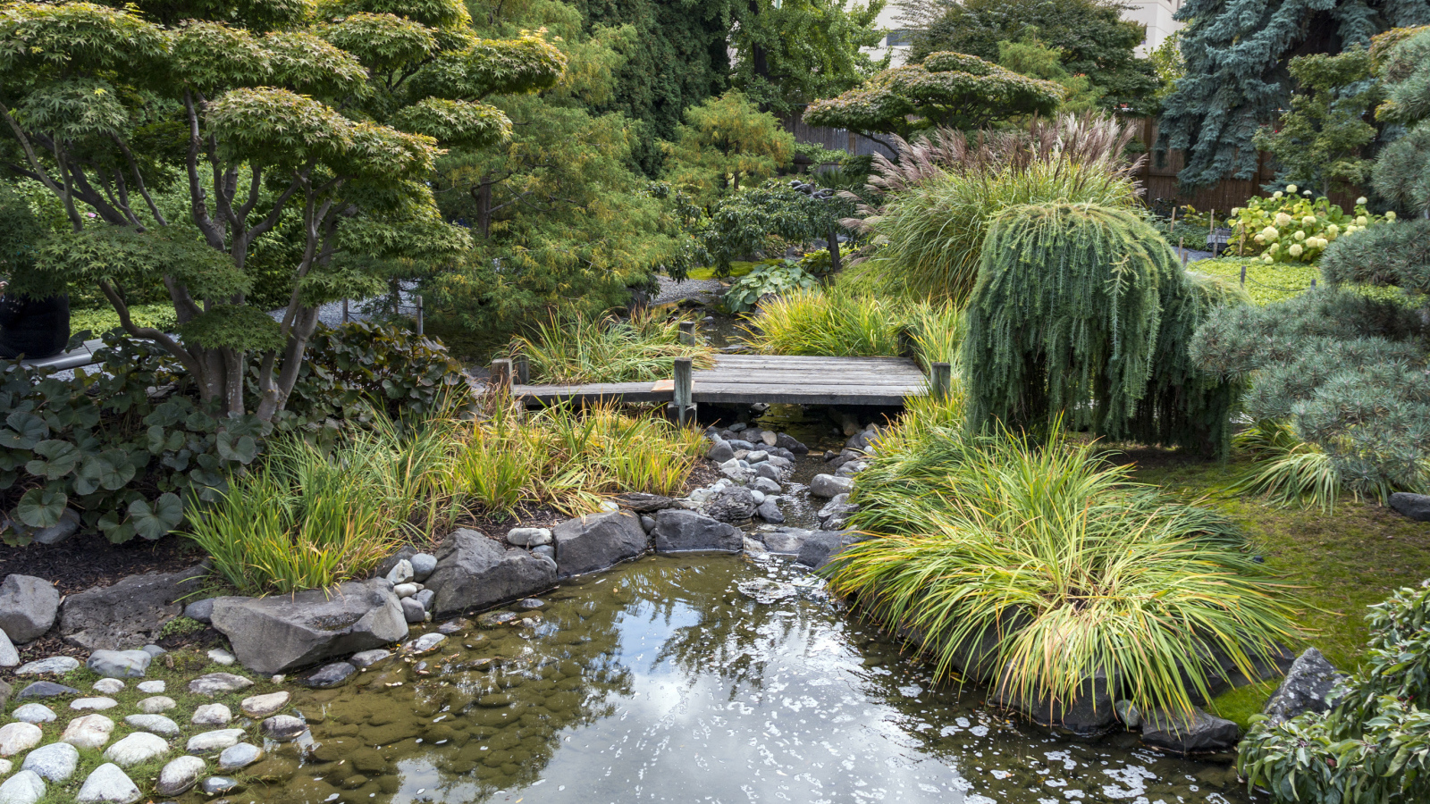 Декоративный пруд с зелеными зарослями и мостом в парке