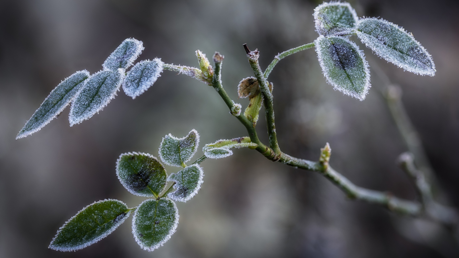 Покрытые инеем зеленые листья розы 