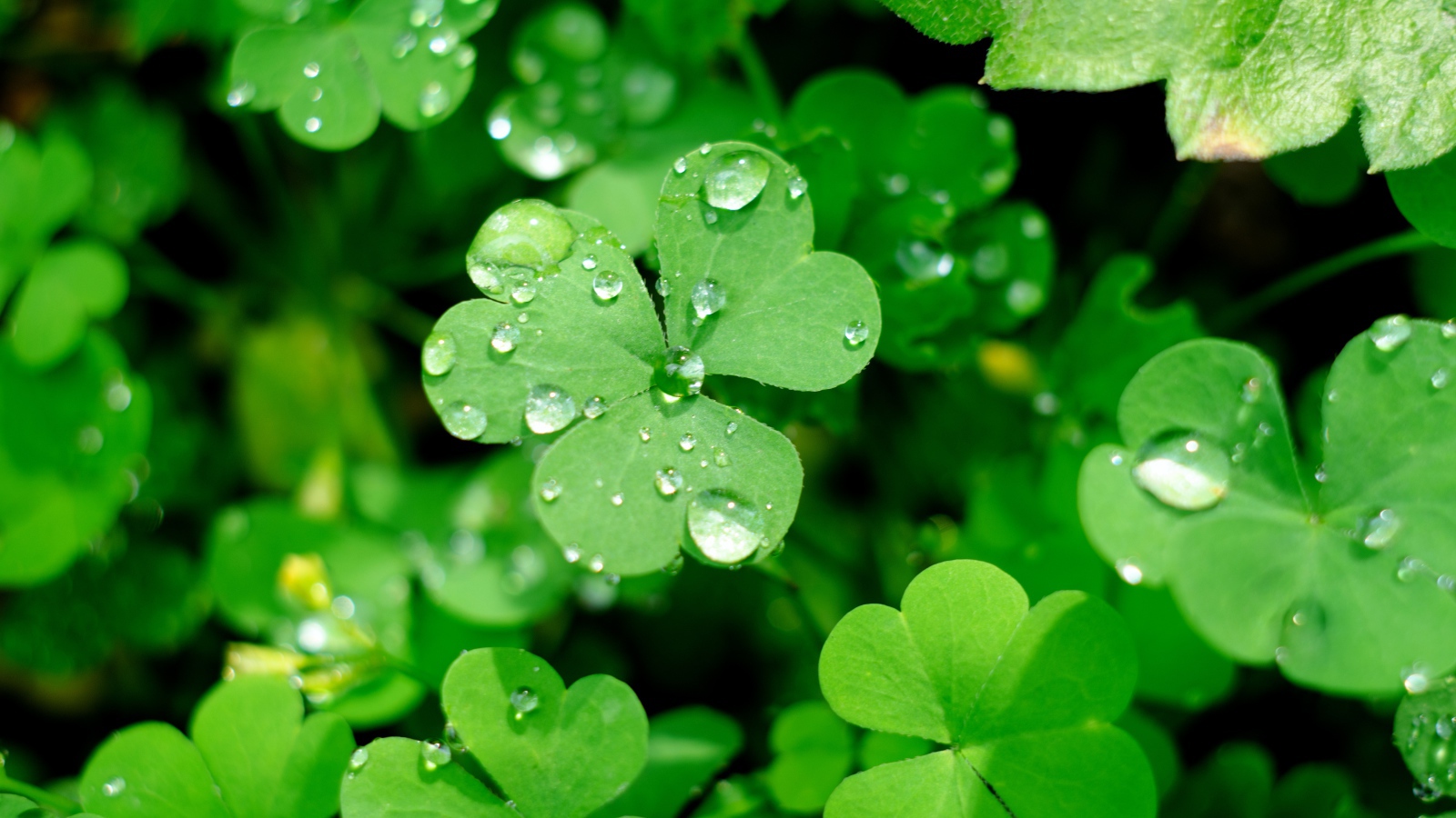 Зеленые листья клевера в каплях воды