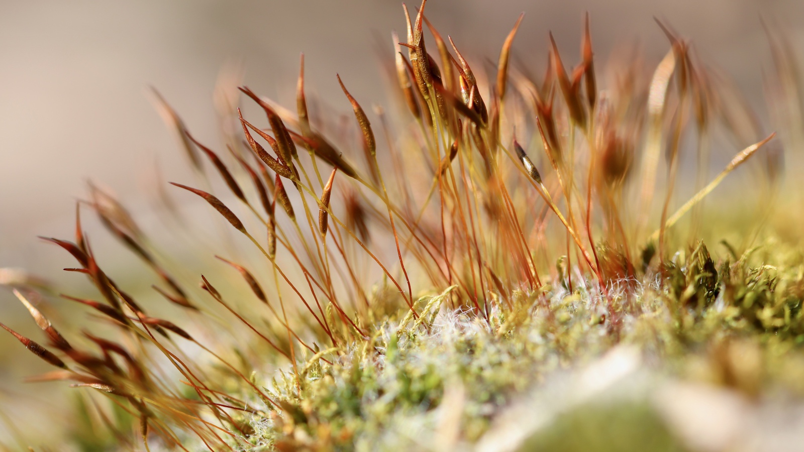 Зеленый мох крупным планом 