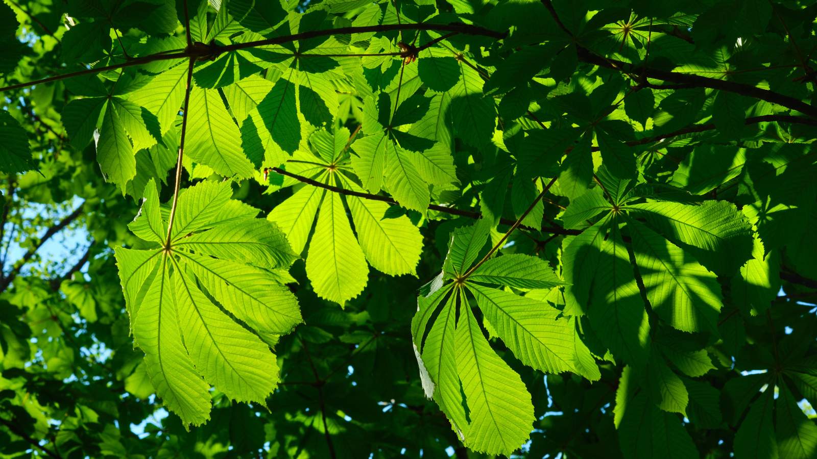 Солнце пробивается сквозь зеленые листья каштана 