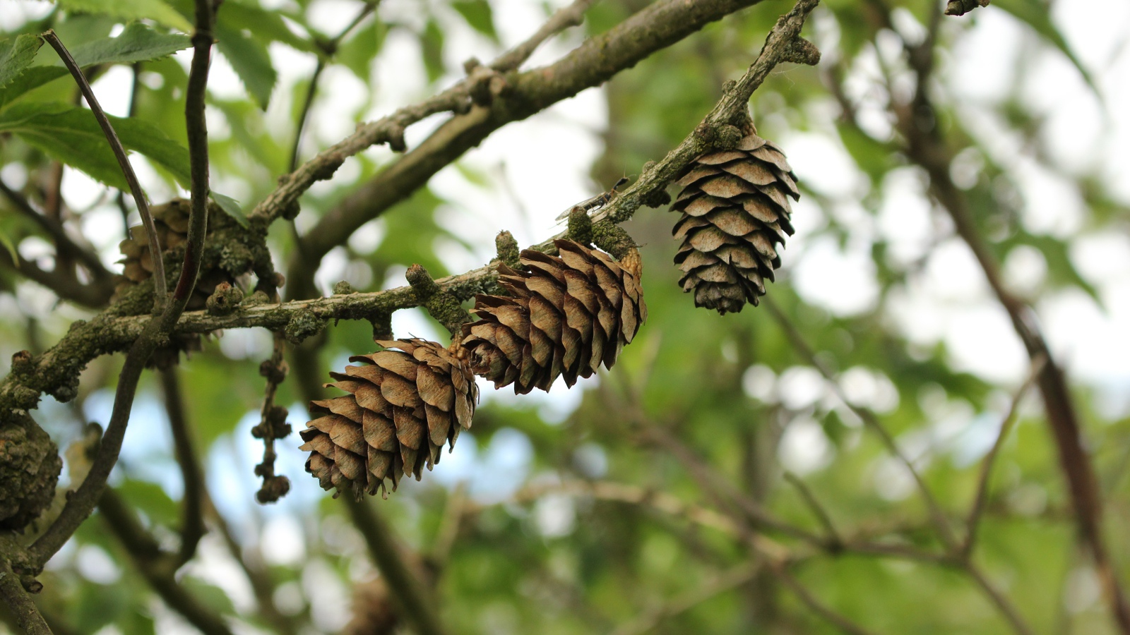 Три сосновые шишки висят на ветке 
