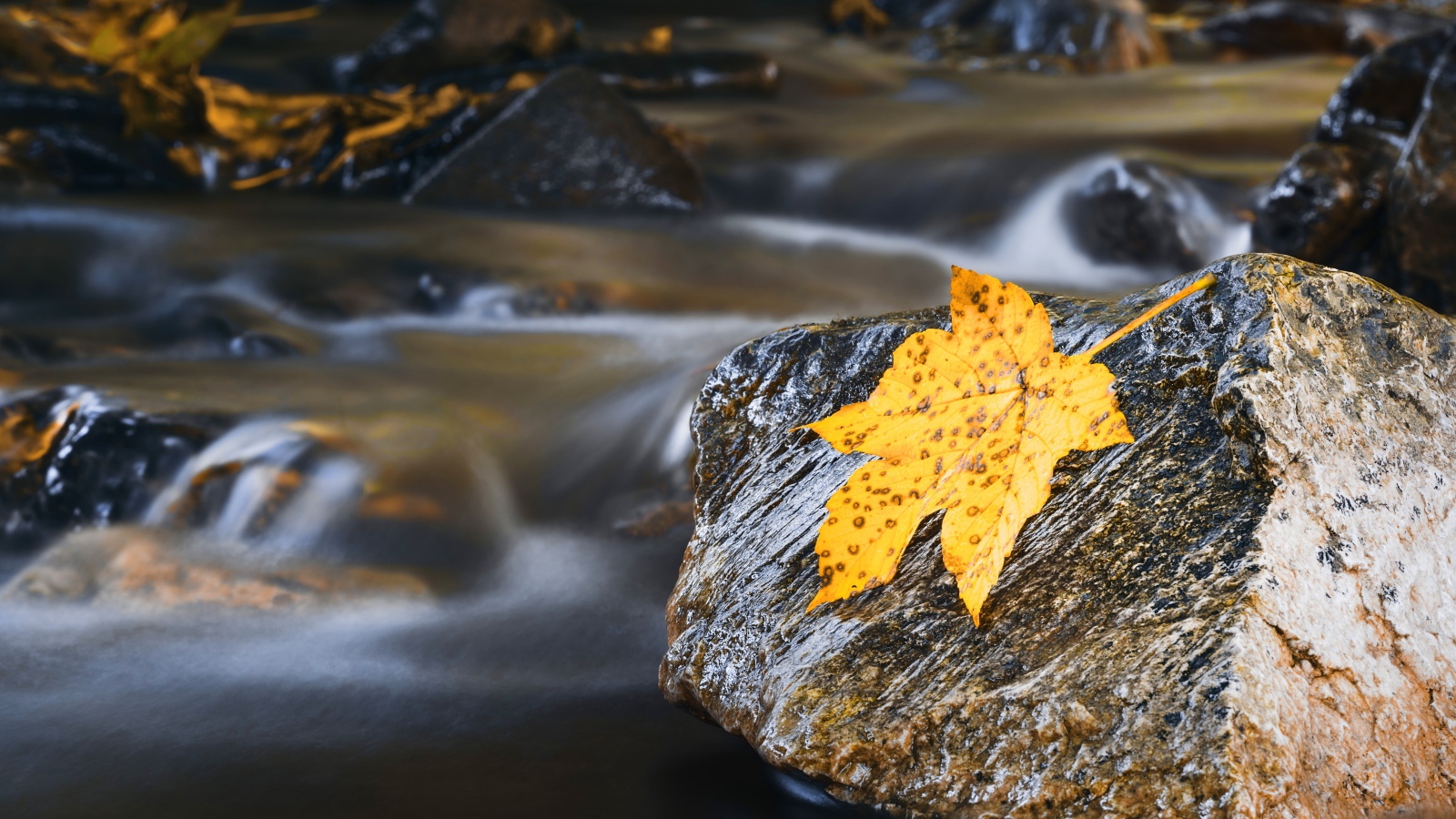 Мокрые камни с оранжевым листом в воде