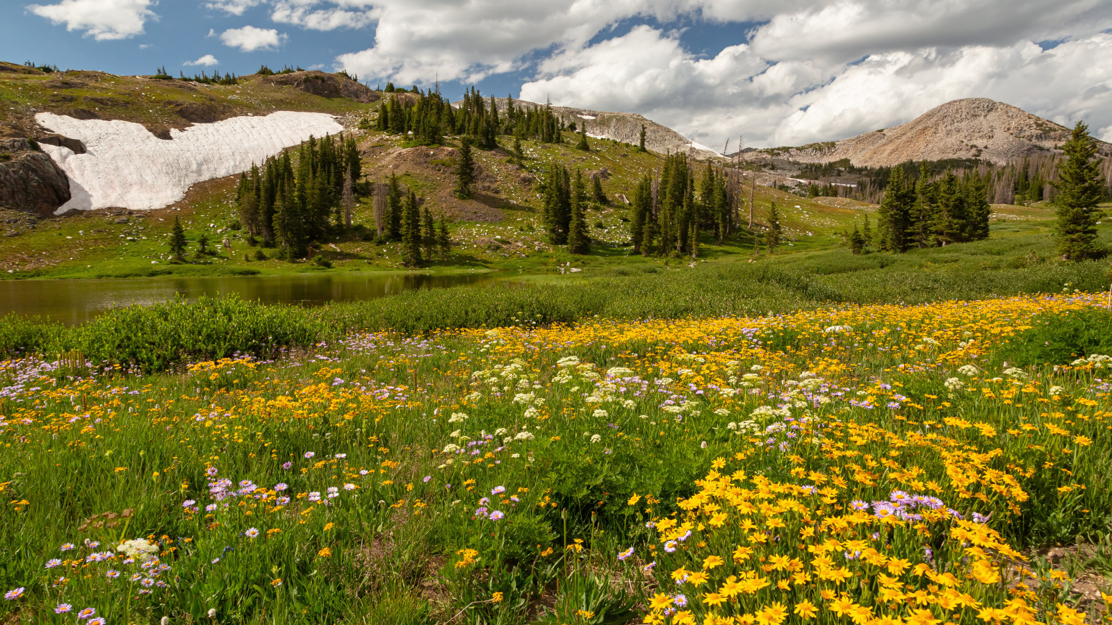 Желтые цветы на поляне в горах под белыми облаками