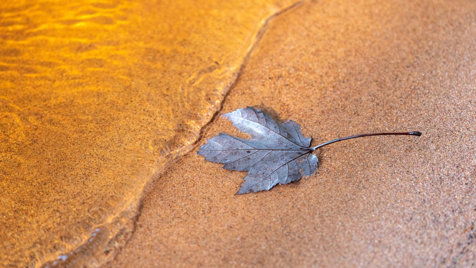 Лист лежит на песке у воды