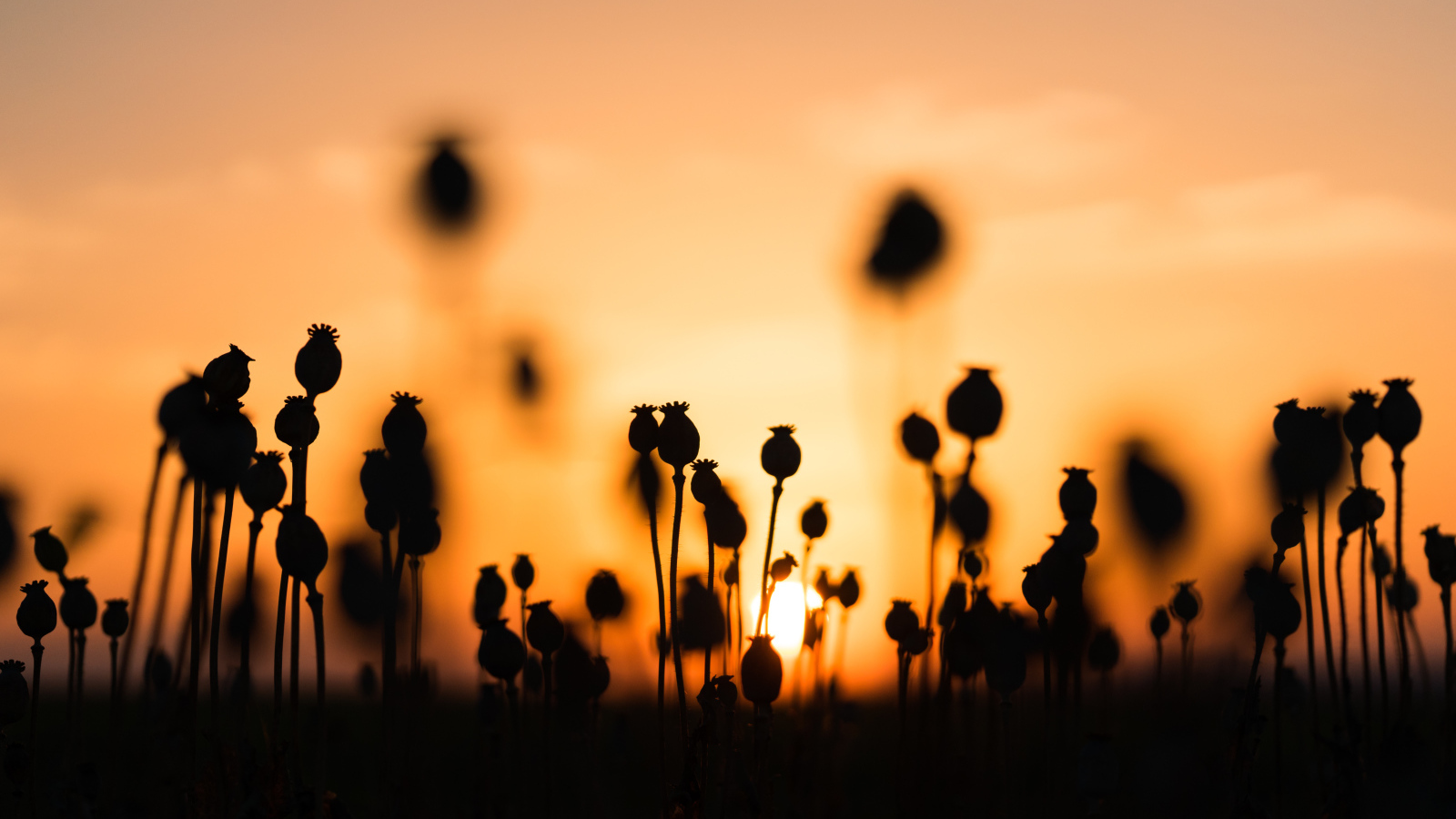 Коробочки мака в поле на рассвете 