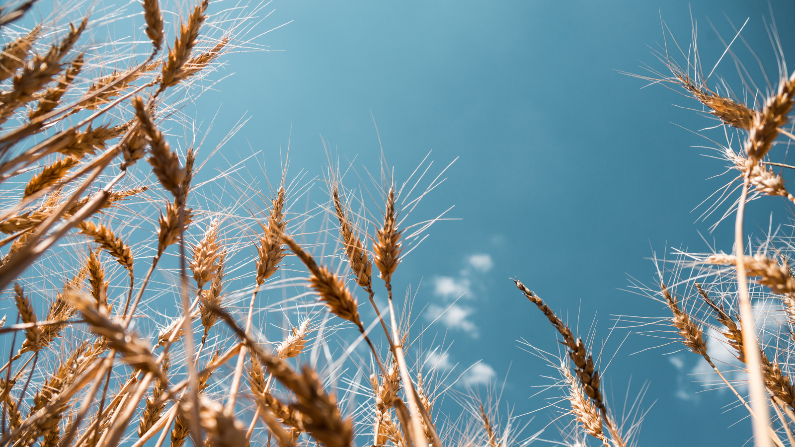 Колосья пшеницы на фоне голубого неба в лучах солнца 