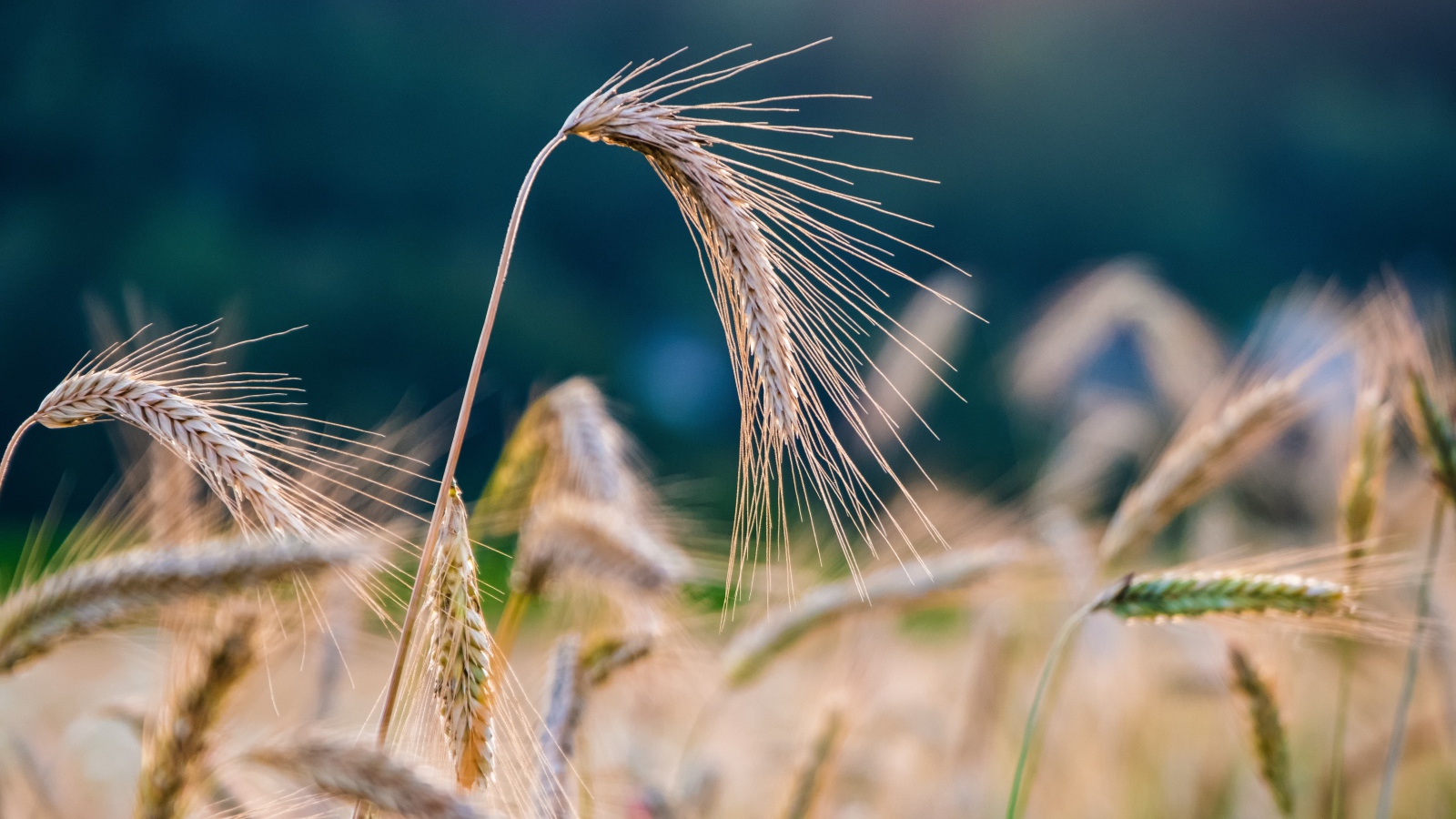 Спелые колосья пшеницы на поле крупным планом 