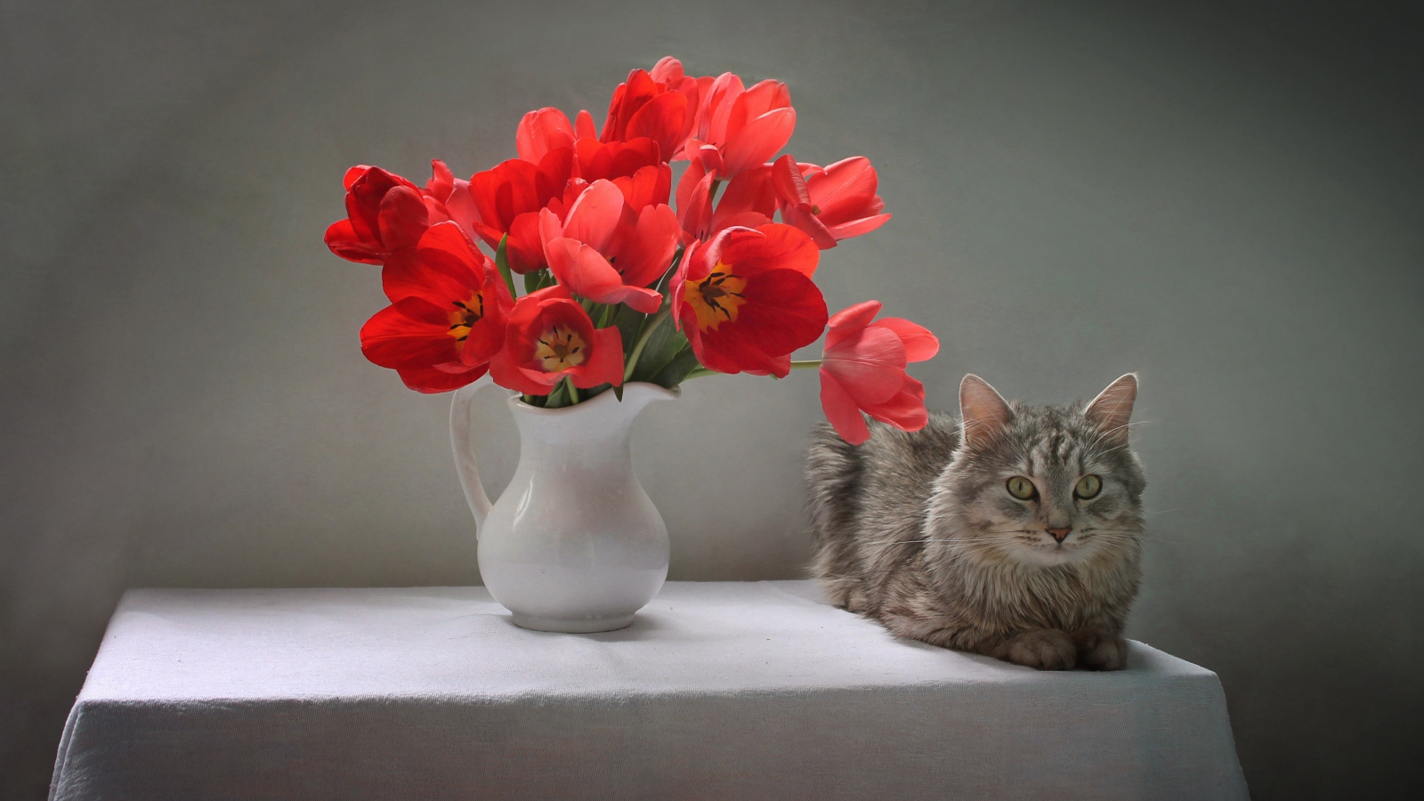 Букет красных тюльпанов в белой вазе на столе с котом